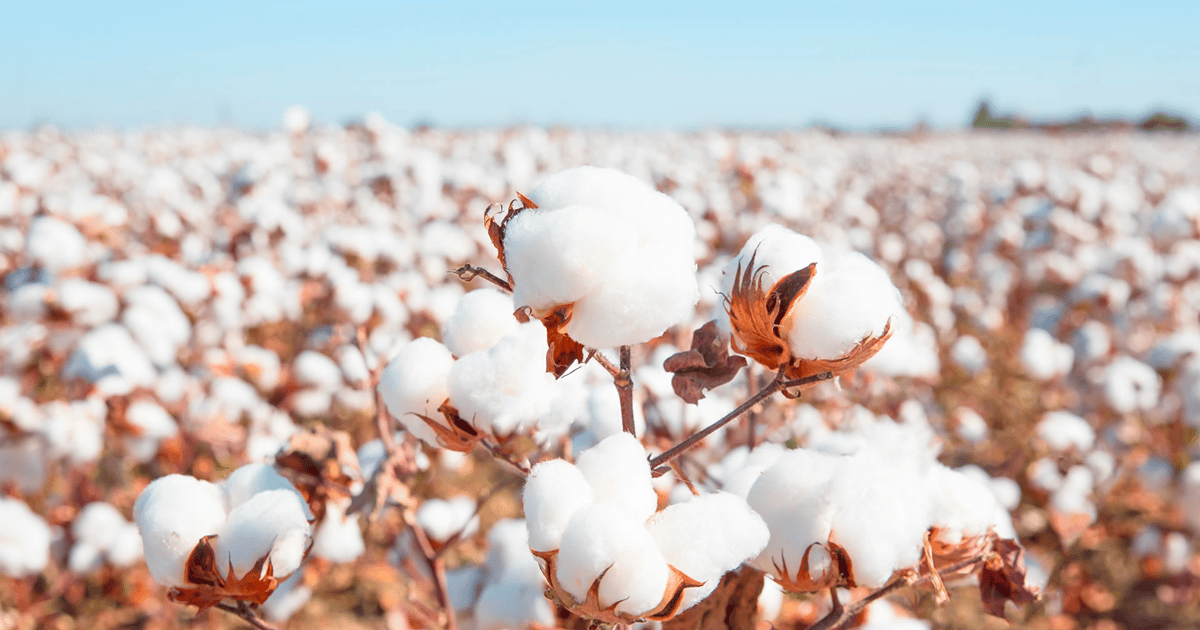 Chất Liệu Cotton